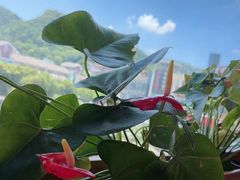 -粤点越有·茶点·粤菜(樵岭国际店)