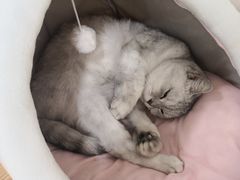 -李小姐の猫咖啡馆(五角场店)