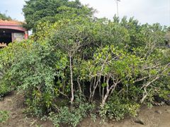 -东寨港红树林旅游区