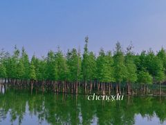 -白鹭湾湿地公园