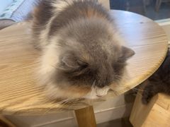 -楼上猫咖(罗湖店)