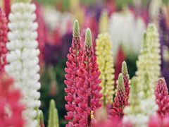 -花开海上生态园