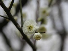 -香雪海