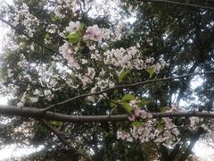 -武汉大学-樱园