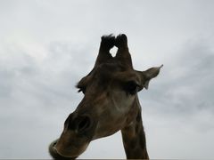 -大青山野生动物园