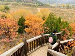 -大岭沟猕猴桃谷风景区