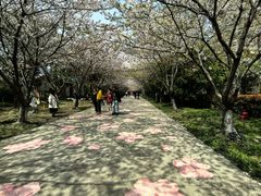 -高东镇樱花园