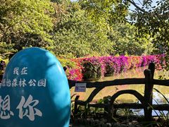 -西双版纳原始森林公园