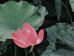 -厦门园林博览苑