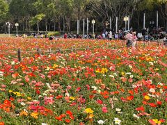 -顺峰山公园