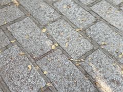 -罗布林卡