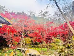-崂山巨峰游览区