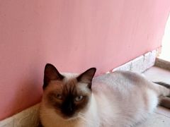 -藏猫猫咖啡主题馆(中央大道店)