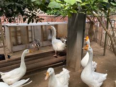 -呀路古热带植物园