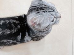 -喵宠乐园·撸猫互动·猫舍