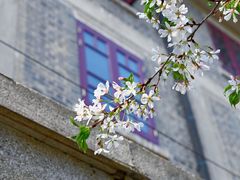 -武汉大学-樱园