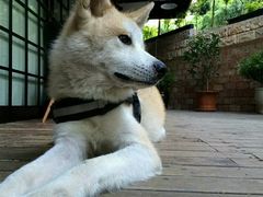 -久馆NineHouse