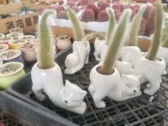 -龙大花卉苗木市场