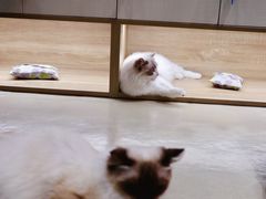 -藏猫猫咖啡主题馆(中央大道店)