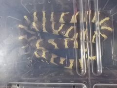 -中环花鸟鱼虫市场