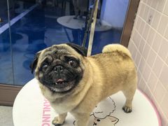 -FAELING PETS美天灵宠物(富力广场店)