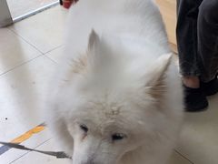 -宠福鑫康馨动物医院·骨科·眼科