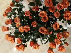 -双季花艺园艺市场(浦东店)