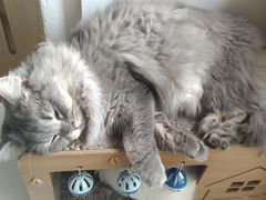-Let's go狗咖·猫咖·奶狗·桌游(春熙路IFS店)