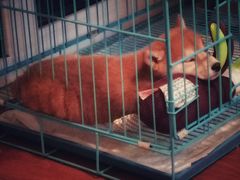 -翊宠yipet猫狗购宠庄园犬舍•猫舍