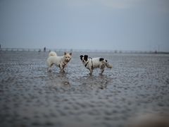 -南汇新城海滩