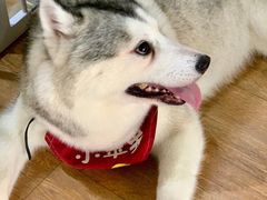 -Husky Go! 哈士奇体验馆·宠物咖啡厅狗咖