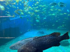 -太平洋海底世界