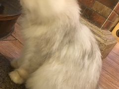 -more than meow吴止猫主题餐厅(承德 中船汇店)