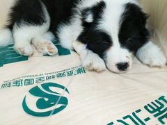 -瑞派宠物医院·24h·骨外科·皮肤科·全科宠物医疗转诊中心(沈阳浑南院)