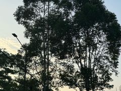 -芭厘农庄老字号·清远鸡