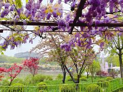 -嘉定紫藤园