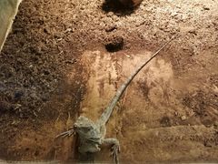 -上海大自然野生昆虫馆