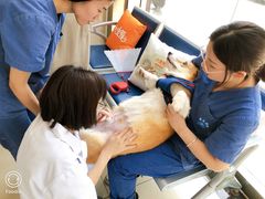 -菲尔斯特宠物医院