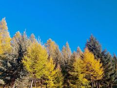 -塞罕坝国家级自然保护区