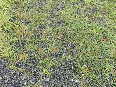 -汉长安城未央宫国家考古遗址公园