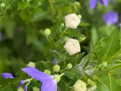 -黑龙江省森林植物园