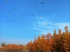 -三圣花乡旅游区