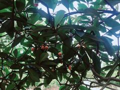 -塘栖枇杷特色园区