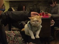 -猫色咖啡·猫咖