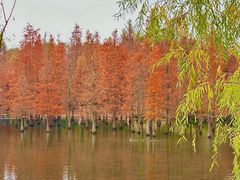-白鹭湾湿地公园