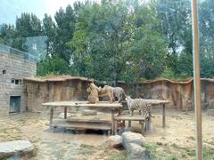 -北京野生动物园