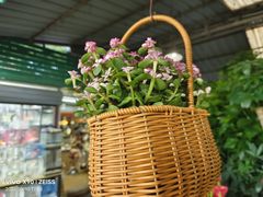 -曲阳花鸟市场(曲阳路店)