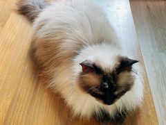 -楼上猫咖(罗湖店)