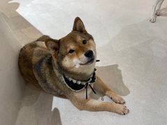 -柴务处·柴犬主题狗咖