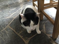 Anne猫窝咖啡屋-Anne猫窝咖啡屋